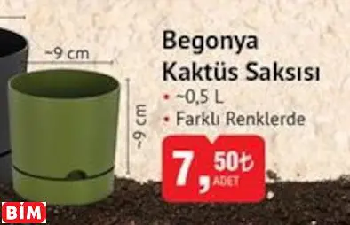 BEGONYA KAKTÜS SAKSISI BEGONYA KAKTÜS SAKSISI